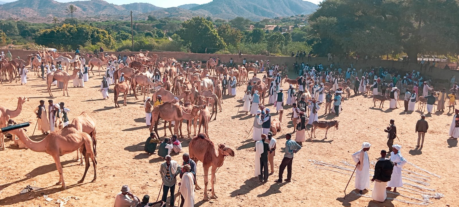 Monday Camel Market